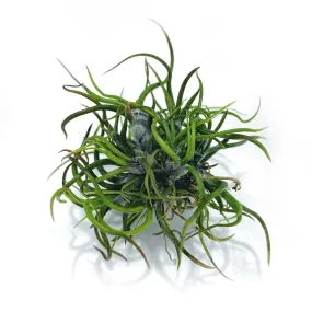 Mini Bulbosa Brazil Ball